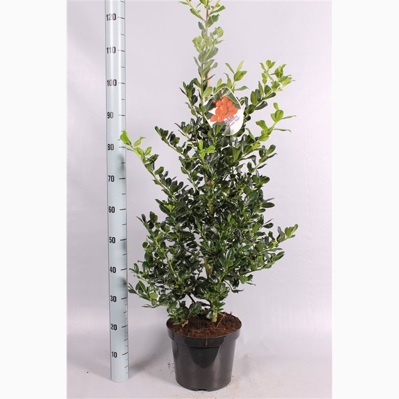 Järnek – Ilex aquifolium 'J.C. van Tol' -